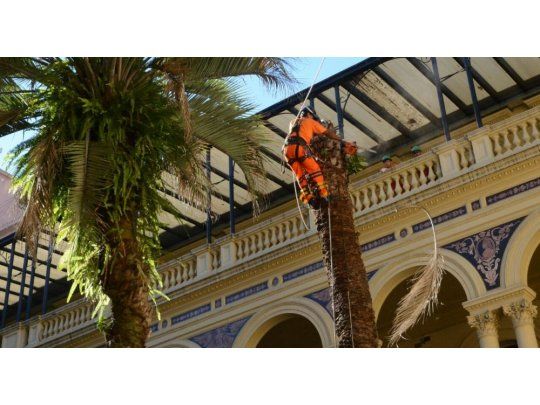 La palmera de la polémica ya no está en Casa Rosada