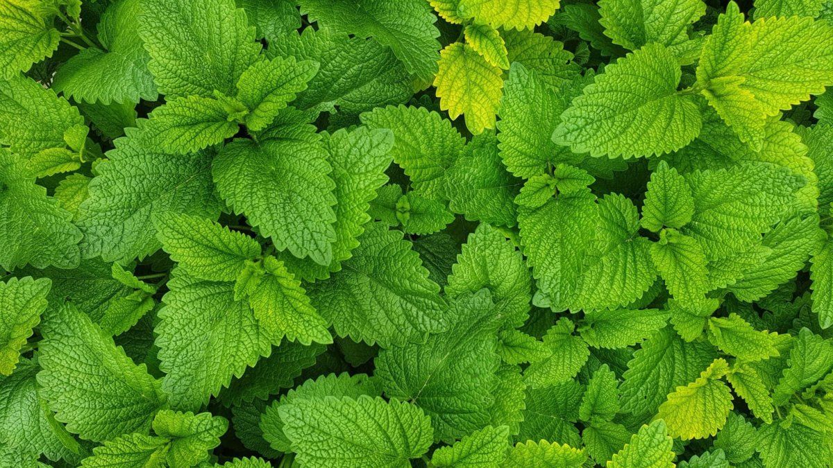 What is the plant that helps fight insomnia and anxiety?