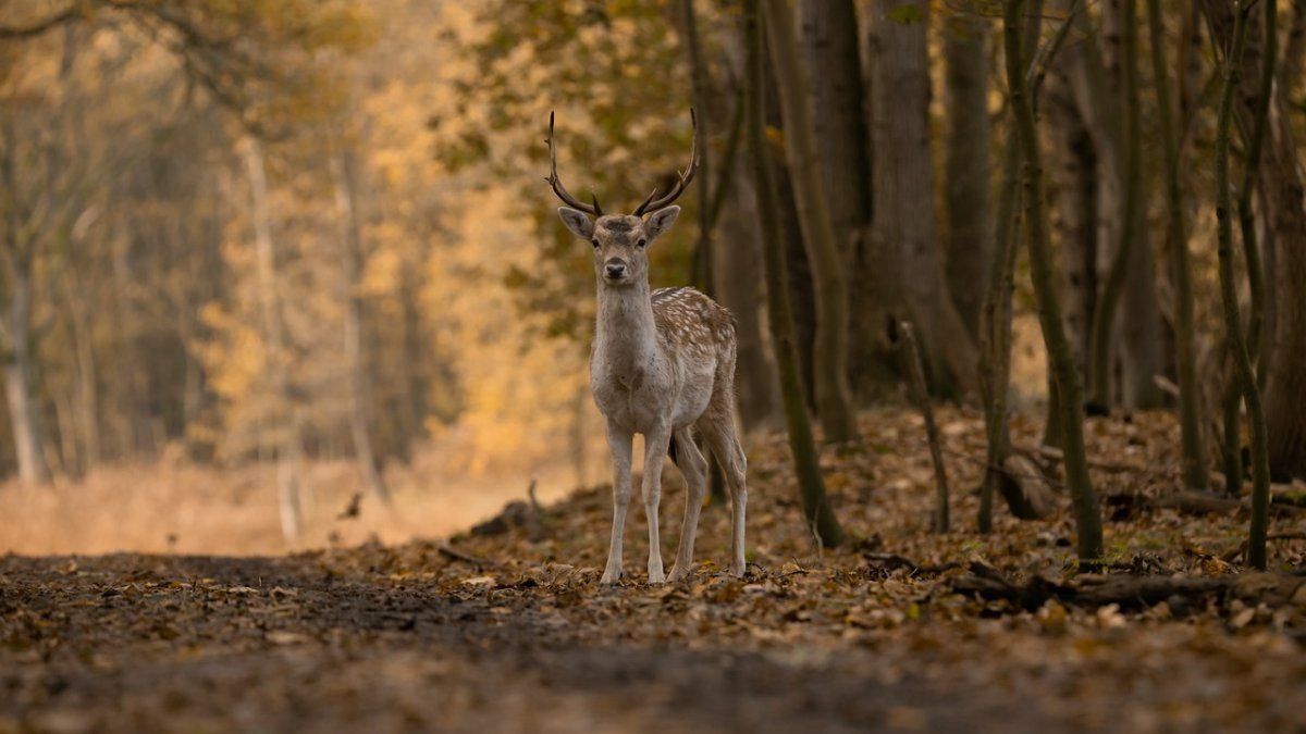 military man dies after being attacked by deer in the presidential residence