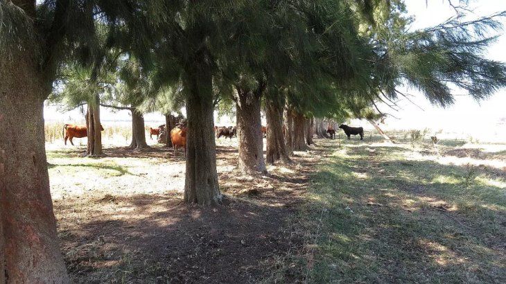 Tiene grandes extensiones de campos con paisajes rurales admirables. Tiene grandes extensiones de campos con paisajes rurales admirables.