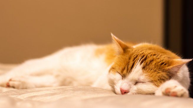 Gato.