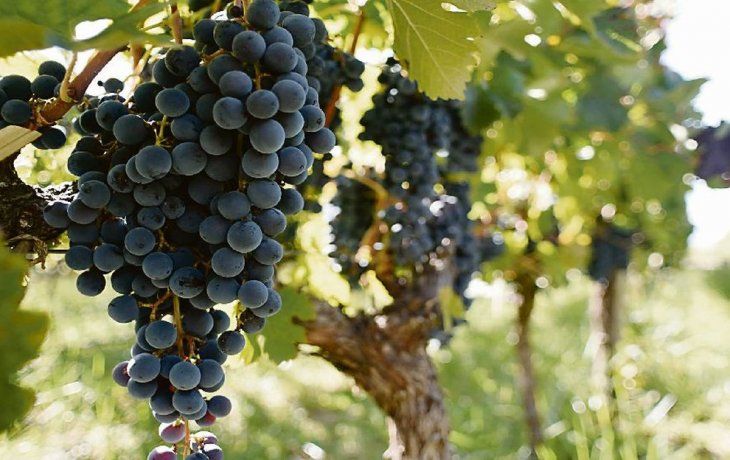afectadas por fuerte caida del consumo, bodegas premium apostaron a la exportacion