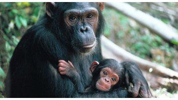 Los seres humanos son capaces de adivinar si los chimpancés se defienden o están felices, entre otros estados.