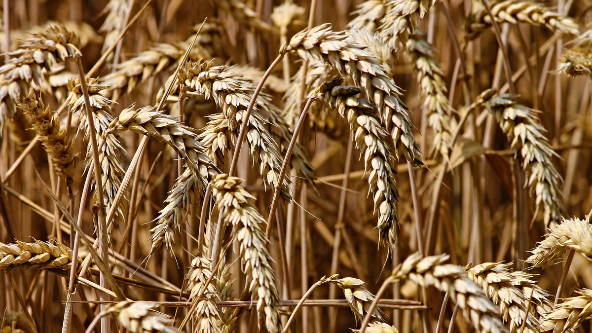 El trigo se derrumba en Chicago y sacude a la soja y al maíz