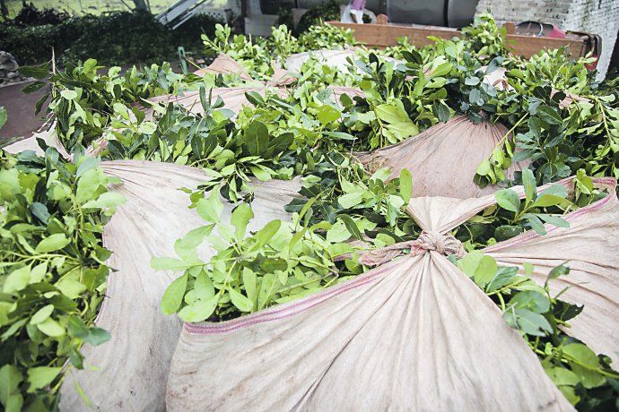 Mesopotamia. La yerba mate tendrá su cosecha más fuerte entre abril y hasta septiembre.