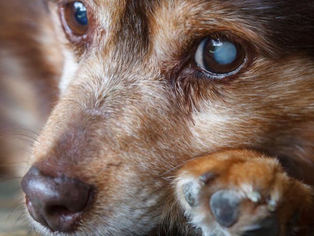 La ceguera es uno de los grandes problemas que sufren los perros, en especial en la etapa adulta. La ceguera es uno de los grandes problemas que sufren los perros, en especial en la etapa adulta.