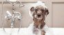 According to science, contact with strangers, dryer noise and control loss can alter your dog when bathing. According to science, contact with strangers, dryer noise and control loss can alter your dog when bathing.