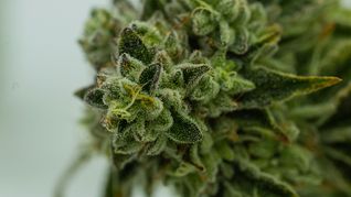 Se suman cuatro nuevas empresas al mercado del cannabis. Se suman cuatro nuevas empresas al mercado del cannabis.