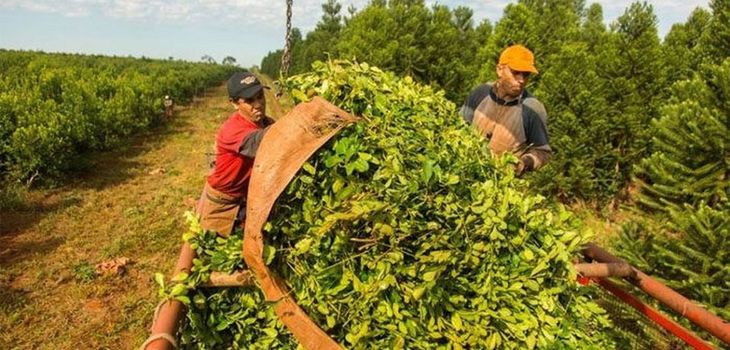 El precio de la cosecha de la yerba mate es el eje del conflicto entre productores y las empresas. El precio de la cosecha de la yerba mate es el eje del conflicto entre productores y las empresas.