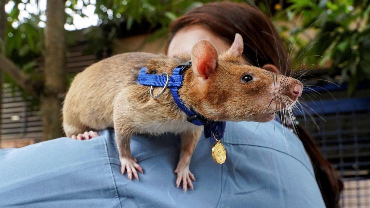A mouse established the new world mining detection record