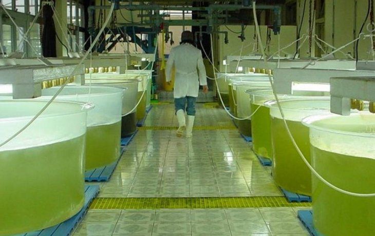 en 2019 cayo 4% la produccion de bioetanol y se redujo 12% la de biodiesel