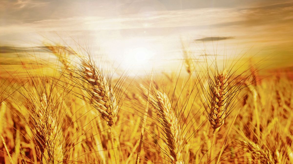 Argentina’s wheat campaign would grow 45%