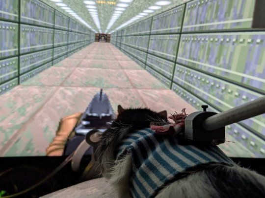 Ratas jugando videojuegos. 