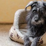 Una de las mejores maneras de cuidar a las mascotas del frío y la humedad. Una de las mejores maneras de cuidar a las mascotas del frío y la humedad.