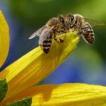 Crece la cantidad de abejas que se ven en verano y hay una explicación científica. Crece la cantidad de abejas que se ven en verano y hay una explicación científica.