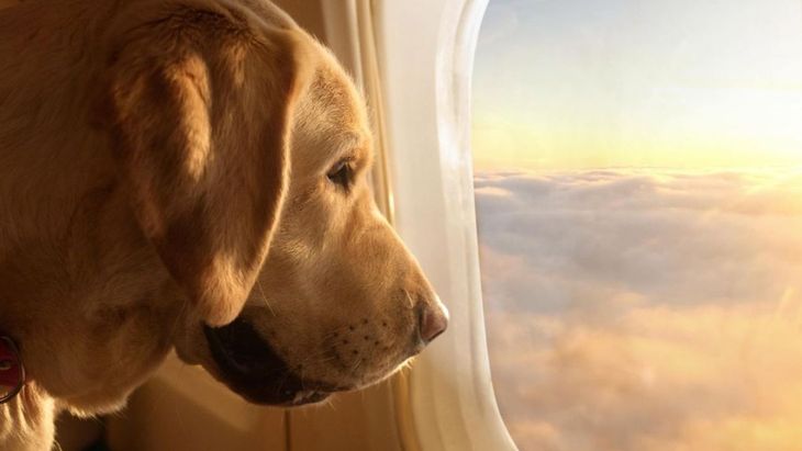 Se realizó el primer vuelo en avión exclusivo para mascotas y sus dueños. 