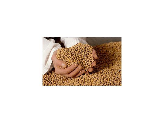 La FAO evocó que los sectores pobres son los que sufren los mayores efectos negativos del alza de los precios de los alimentos