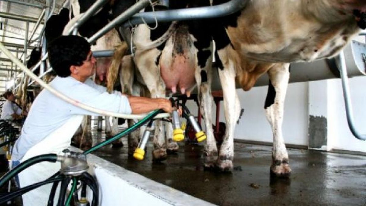 What will be the value of milk to the dairy farmer this 2024?