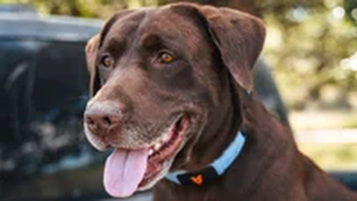 Millones de dueños de mascotas eligen Shazam Band para interpretar emociones y fortalecer el vínculo con sus perros y gatos de forma única. Millones de dueños de mascotas eligen Shazam Band para interpretar emociones y fortalecer el vínculo con sus perros y gatos de forma única.