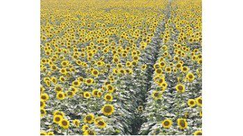 Productores de soja y girasol son alrededor de 84.000 y durante la última campaña generaron más de 57 millones de toneladas de granos. Además, utilizan tierras por un valor de u$s 141.000 millones.