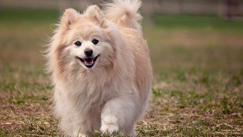 Elperro, de la raza pomerania, tenía 17 años (imagen ilustrativa)