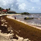 El sargazo histórico de 2026 que afecta a Quintana Roo.
