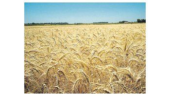 La Argentina es uno de los principales proveedores internacionales de trigo y su producción experimentaría una recuperación gracias a condiciones climáticas favorables.