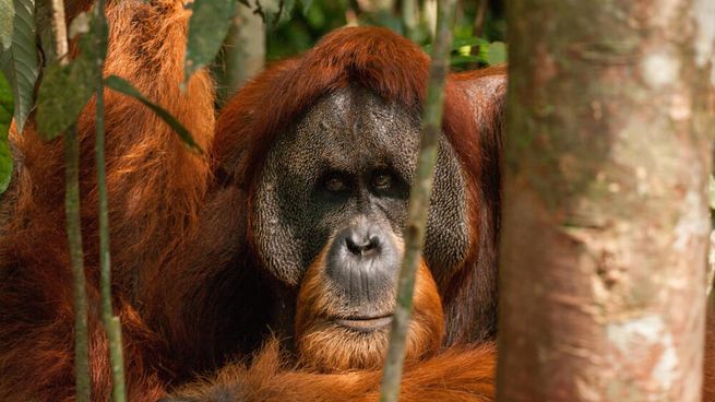El orangután que se curo por una planta medicinal.