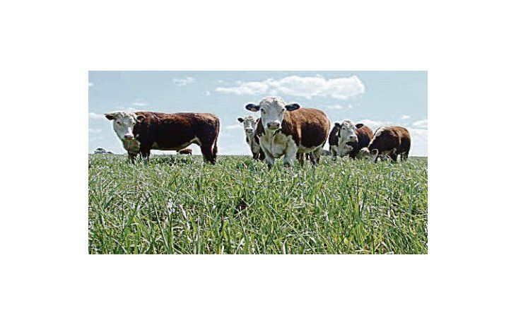 ámbito.com | Al mundo. El camino ideal para que el negocio despegue es el incremento de las exportaciones porque el consumo interno está planchado.