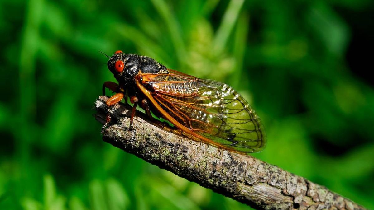 After 17 years, millions of cicadas emerge in the US