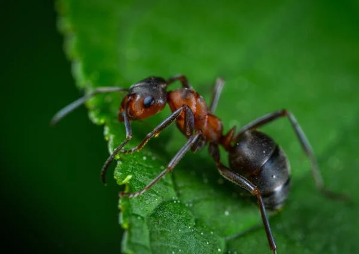  ¿Invasión Oculta? Cómo eliminar de manera definitiva el reinado silencioso de las hormigas en tu casa