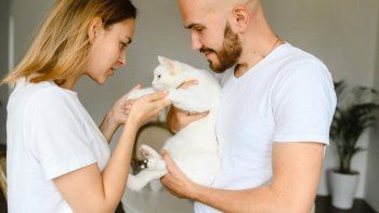 Gato.