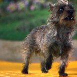 La perrita que interpretó al mejor amigo de Dorothy recibió un muy buen sueldo. La perrita que interpretó al mejor amigo de Dorothy recibió un muy buen sueldo.