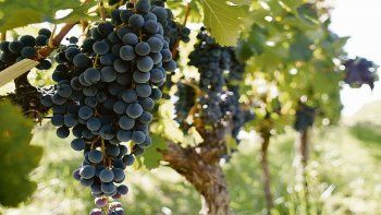 afectadas por fuerte caida del consumo, bodegas premium apostaron a la exportacion