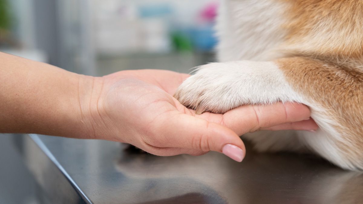 How to know if your dog has a cold and how to prevent it, according to veterinarians