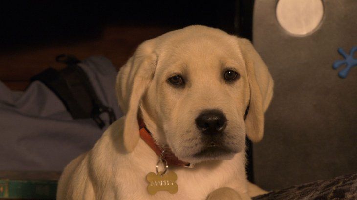 La pel&iacute;cula precuela llega a Netflix con nuevos personajes, un enfoque centrado en la infancia de Marley y una trama que expande el coraz&oacute;n de la historia original.