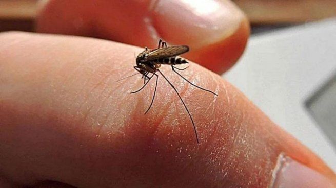 El subsecretario de Atención Primaria del Ministerio de Salud de la Ciudad, Gabriel Battistella habló sobre la invasión de mosquitos y los casos de dengue.&nbsp;