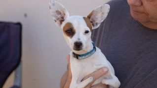 La regla 3-3-3 que recomiendan los expertos para adoptar un perro.