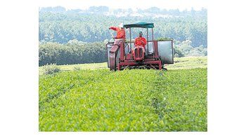 El volumen cosechado aumentó respecto de la zafra pasada y alcanzó un récord de 90 millones de kilos de té seco.