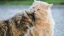 The fundamental pillars to guarantee your cat's well-being. The fundamental pillars to guarantee your cat's well-being.