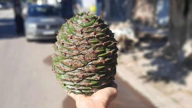 Los piñones caen desde las araucarias, árboles que pueden superar los 50 metros de altura.&nbsp;