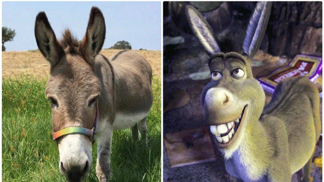 Goodbye to Perry, the donkey who inspired the famous character from the “Shrek” movies