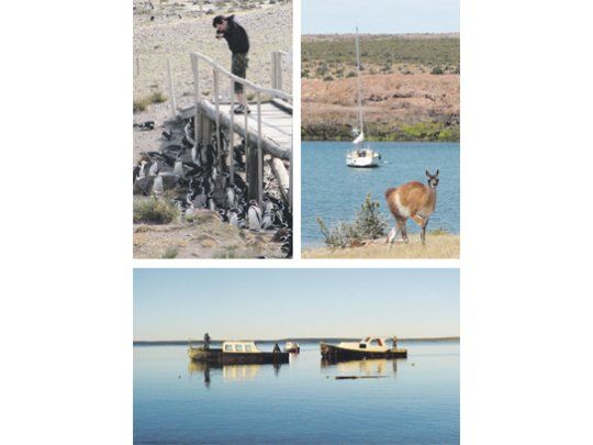 Las rutas 3 y 1 circulan a la vera del mar en el golfo San Jorge y vinculan con pingüineras, un curioso club náutico poblado deguanacos y costas con bahías, caletas y mansas aguas azules.