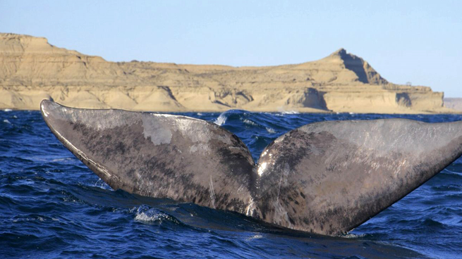 Este nuevo registro de la ballena Antares&nbsp; junto a su cría en la bahía de Puerto Pirámides proporciona información muy relevante sobre la fidelidad de esta ballena a la zona.