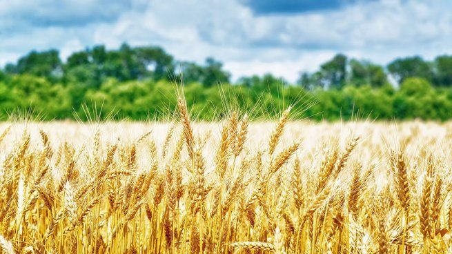 Argentina espera una muy buena campaña para el trigo.&nbsp;