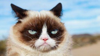 Dolor en las redes sociales por la muerte de Grumpy Cat