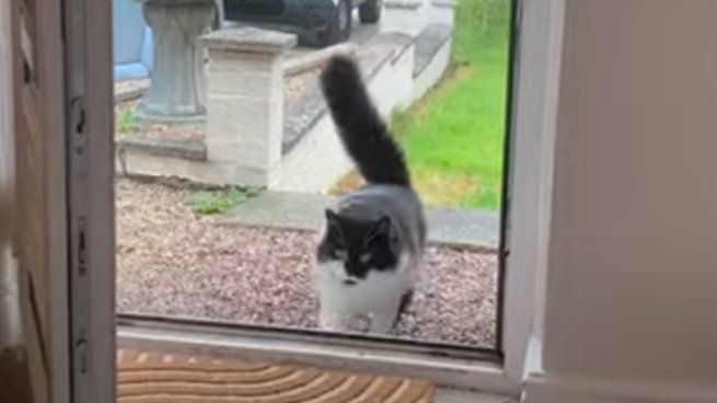 Ted, the cat with eight lives: he died, was cremated, and then came back to life