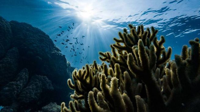 Ola de calor marina.jpg