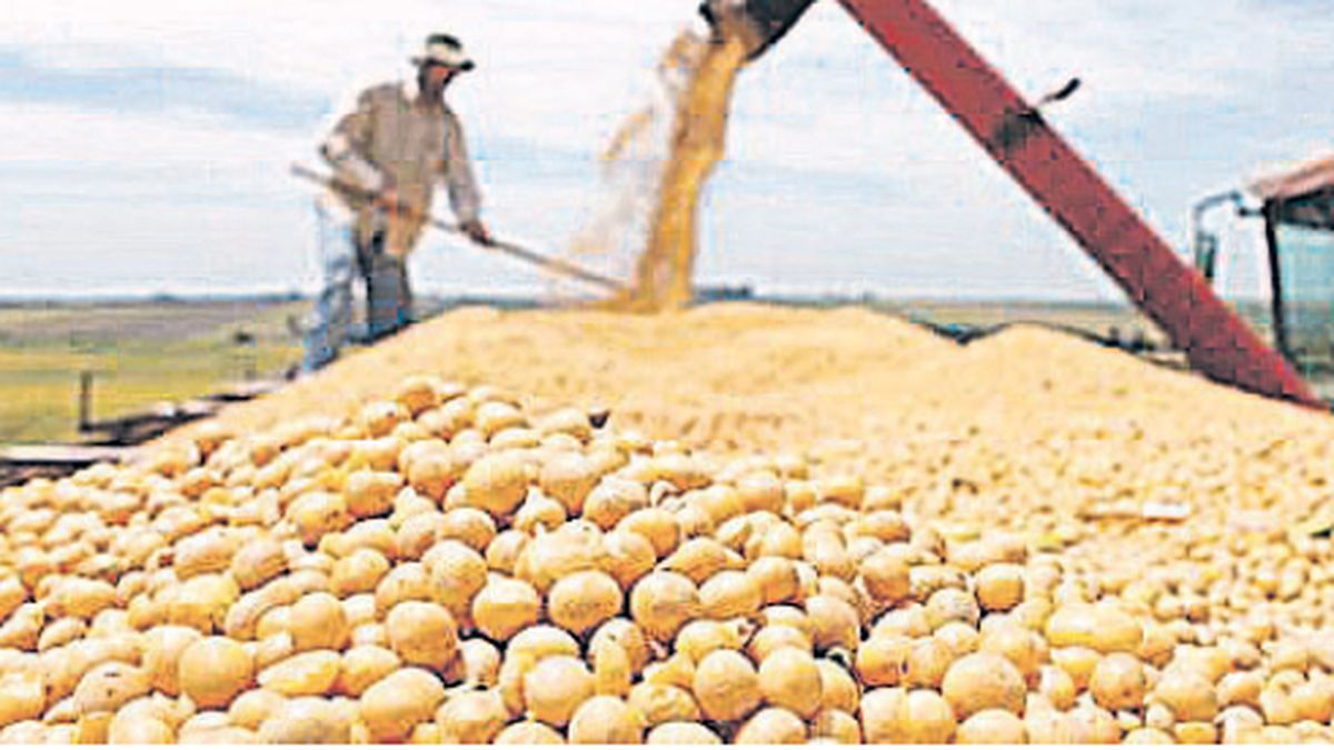 soybeans rose to 0.9 pending the USDA report