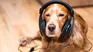 Soft melodies, quiet rhythms and specific frequencies can reduce stress and improve the well -being of our dogs. Soft melodies, quiet rhythms and specific frequencies can reduce stress and improve the well -being of our dogs.